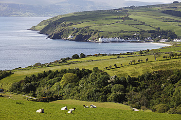 Vereinigtes Königreich, Nordirland, Grafschaft Antrim, Blick auf weidende Schafe in grasbewachsener Landschaft - SIEF002108