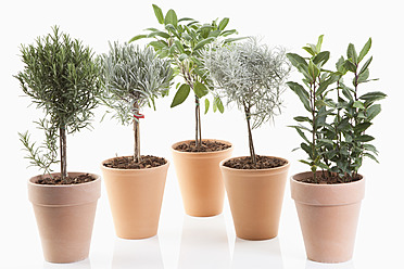 Variety of plants in flower pot on white background - MAEF004031