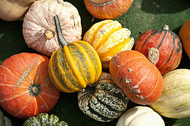 Germany, Bavaria, Wuerzburg, Variety of pumpkins - NDF000239