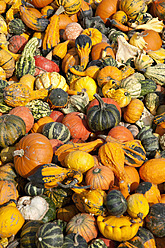 Germany, Bavaria, Wuerzburg, Variety of pumpkins - NDF000241