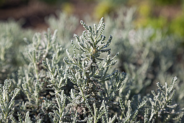 Deutschland, Nahaufnahme von Santolina rosmarinifolia - MSF002529