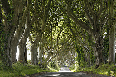 United Kingdom, Northern Ireland, County Antrim, View of empty road through trees - SIEF002127