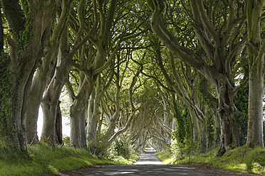 Vereinigtes Königreich, Nordirland, County Antrim, Blick auf leere Straße durch Bäume - SIEF002127