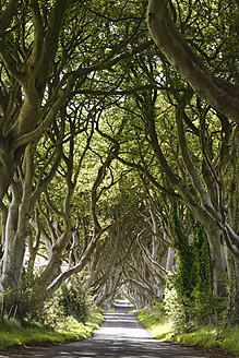 Vereinigtes Königreich, Nordirland, County Antrim, Blick auf leere Straße durch Bäume - SIEF002128