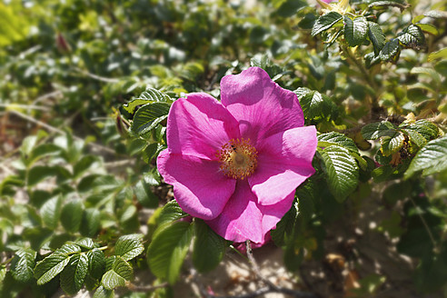 Vereinigtes Königreich, Nordirland, County Antrim, Ansicht von rosa rugosa, Nahaufnahme - SIEF002130