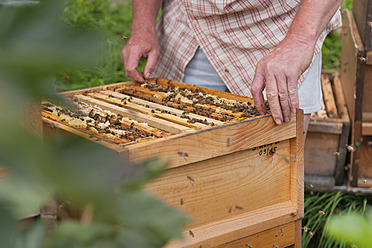 Germany, Beekeeper inspecting beehive - SHF000590