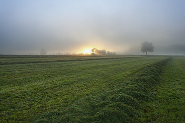 Deutschland, Nennig, Blick auf gemähtes Feld bei Sonnenaufgang - MSF002560
