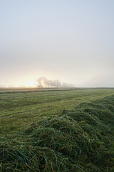 Deutschland, Nennig, Blick auf gemähtes Feld bei Sonnenaufgang - MSF002561