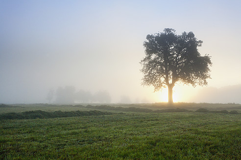 Germany, Nennig, View of mowed field at sunrise - MSF002562