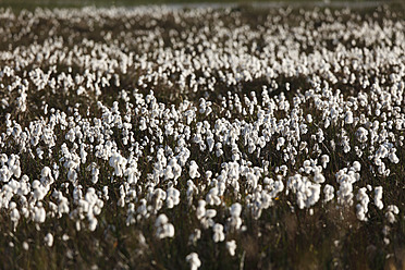 Irland, Grafschaft Donegal, Blick auf Baumwollgras - SIEF002149