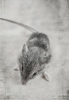 Dead mouse, close up - HSTF000019