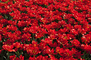 Europa, Deutschland, Nordrhein-Westfalen, Blick auf rotes Tulpenbeet - CSF015595