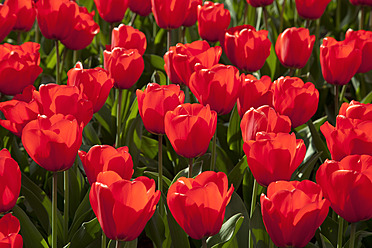 Europa, Deutschland, Nordrhein-Westfalen, Blick auf rotes Tulpenbeet - CSF015600