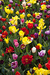 Europa, Deutschland, Nordrhein-Westfalen, Blick auf mehrfarbiges Tulpenbeet - CSF015601