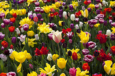 Europa, Deutschland, Nordrhein-Westfalen, Blick auf mehrfarbiges Tulpenbeet - CSF015602