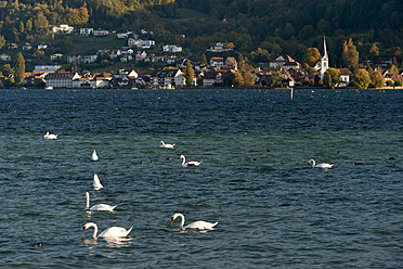 Schweiz, Berlingen, Höckerschwäne schwimmen im Bodensee mit Dorf im Hintergrund - SH000599