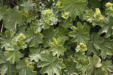 Ireland, County Donegal, Alchemilla, close up - SIEF002163