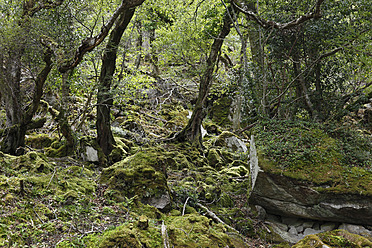 Ireland, County Donegal, View of oak forest in Glenveagh National Park - SIE002168