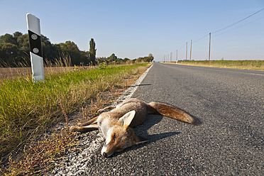 Deutschland, Thüringen, Toter Rotfuchs auf Landstraße - WD001180