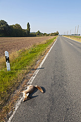 Deutschland, Thüringen, Toter Rotfuchs auf Landstraße - WD001179