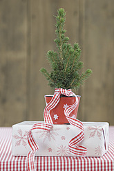 Weihnachtsbaum mit Geschenkbox, Nahaufnahme - ASF004480