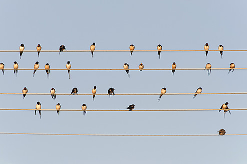 Germany, Unteruhldingen, Flock of barn swallows on power lines - SHF000639