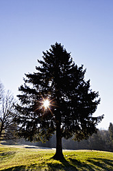 Germany, Bavaria, View of fir tree with sun - FOF003845