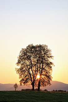 Deutschland, Bayern, Ansicht eines Laubbaums bei Sonnenaufgang - FOF003852