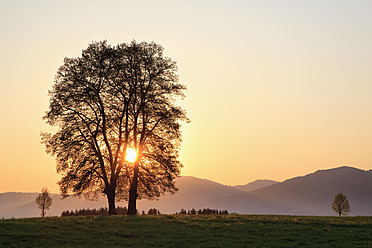 Deutschland, Bayern, Ansicht eines Laubbaums bei Sonnenaufgang - FOF003853