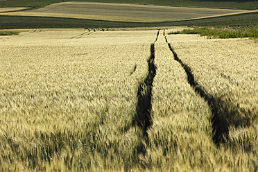 Österreich, Niederösterreich, Weinviertel, Blick auf Getreidefeld - SIEF002208