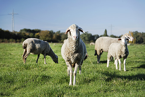 Deutschland, Schafe grasen im Gras - ANBF000095