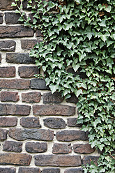 Germany, Duisburg, View of farmhouse with ivy - ANBF000042