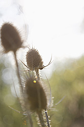 Deutschland, Oberhausen, Dipsacus fullonum, Nahaufnahme - ANBF000102