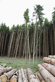 Deutschland, Bayern, Blick auf den Wald - ANBF000127