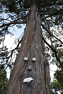 USA, Tannenbaumstamm mit Gesicht - ANBF000028