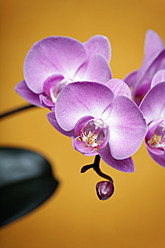 Orchidee, Nahaufnahme - ANBF000139