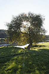 Germany, View of River Ruhr with tree - ANBF000144