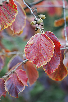 Deutschland, Corylus avellana Blätter, Nahaufnahme - ANBF000005