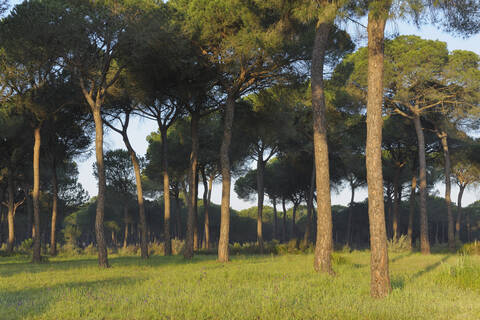 Europa, Spanien, Andalusien, Blick auf den Pinienwald im Donana-Nationalpark, lizenzfreies Stockfoto