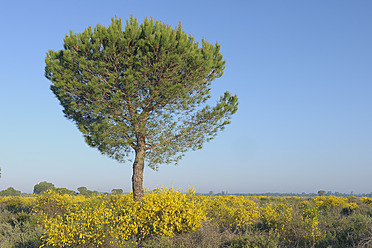 Europa, Spanien, Andalusien, Blick auf eine Pinie im Frühling im Donana-Nationalpark - RUEF000801