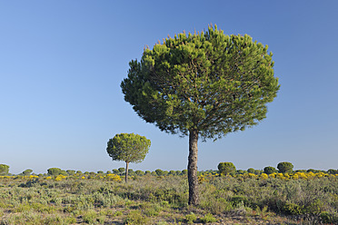 Europa, Spanien, Andalusien, Blick auf eine Pinie im Frühling im Donana-Nationalpark - RUEF000802