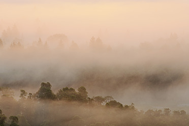 Germany, Bavaria, Upper Bavaria, Munich, View of misty forest at dawn - RUEF000804