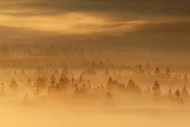 Germany, Bavaria, Upper Bavaria, Munich, View of misty forest at dawn - RUEF000805