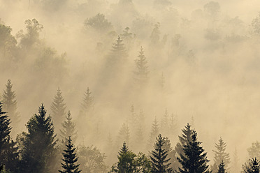 Deutschland, Bayern, Oberbayern, München, Blick auf nebligen Wald in der Morgendämmerung - RUEF000806