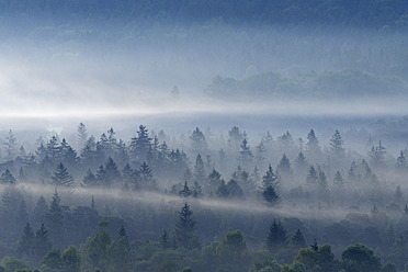 Germany, Bavaria, Upper Bavaria, Munich, View of misty forest at dawn - RUEF000810