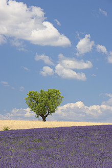 Frankreich, Ansicht eines Lavendelfeldes mit Baum - RUEF000819