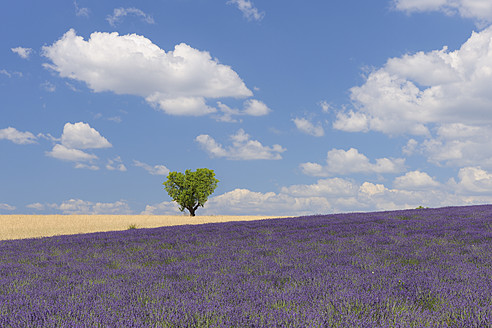 France, View of lavender field with tree - RUEF000820