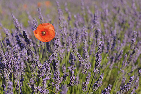 France, View of lavender field with poppy - RUEF000821