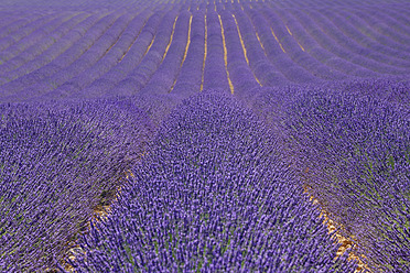 France, View of lavender field - RUEF000822