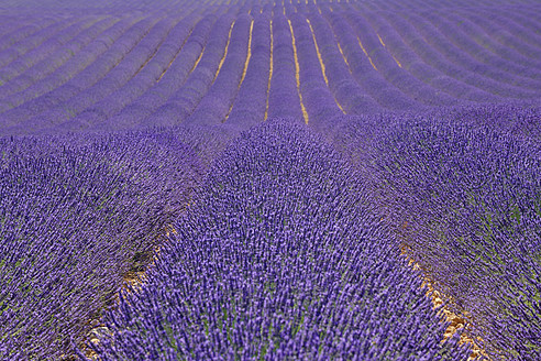 Frankreich, Blick auf ein Lavendelfeld - RUEF000822